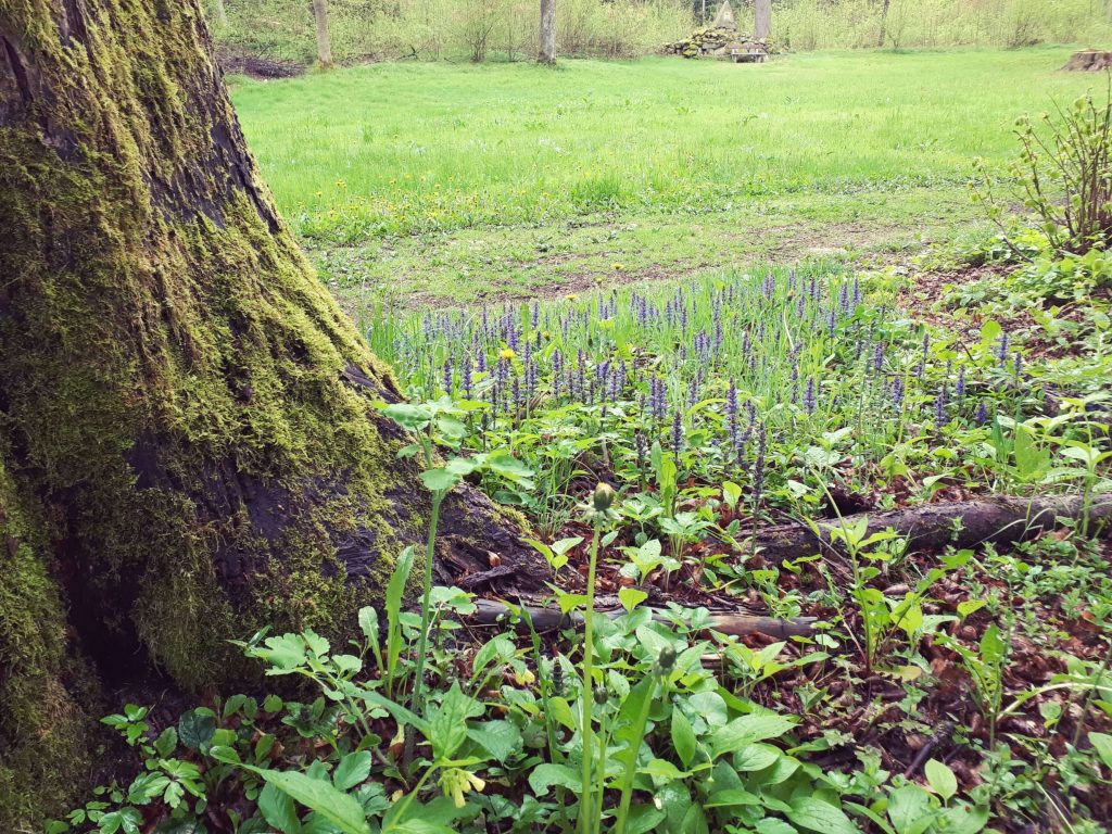 Kräuter und Wald