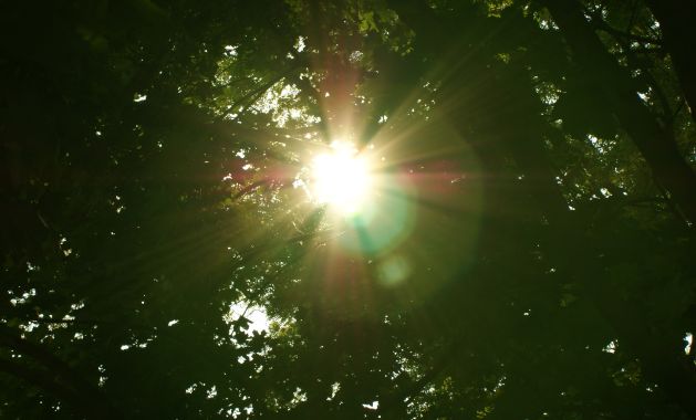Die Sonne ist für die Vitamin-D-Aufnahme essentiell