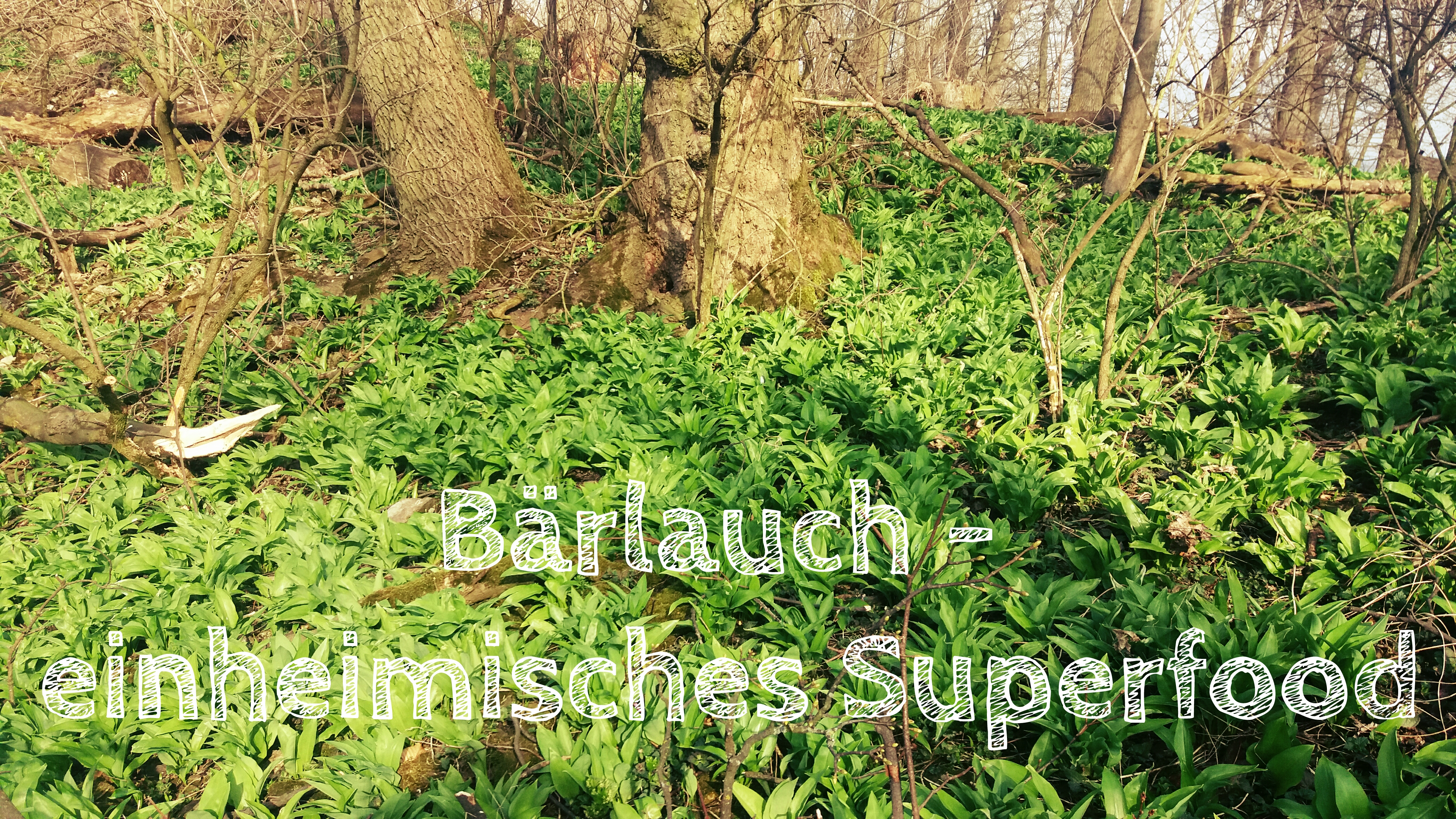 Bärlauch - einheimisches Superfood