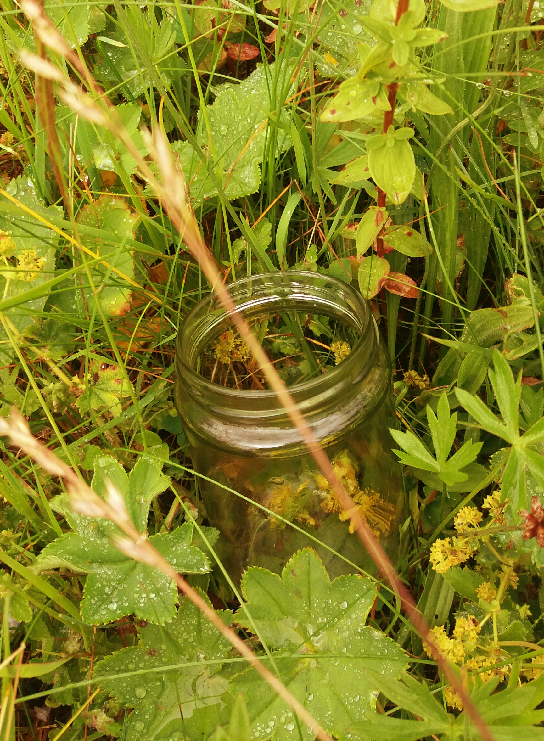 Johanniskraut im Glas