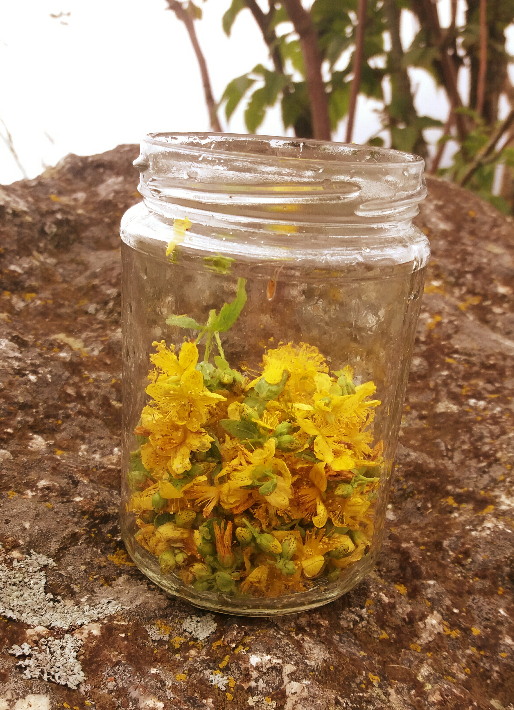 Gesammelte Blüten im Glas