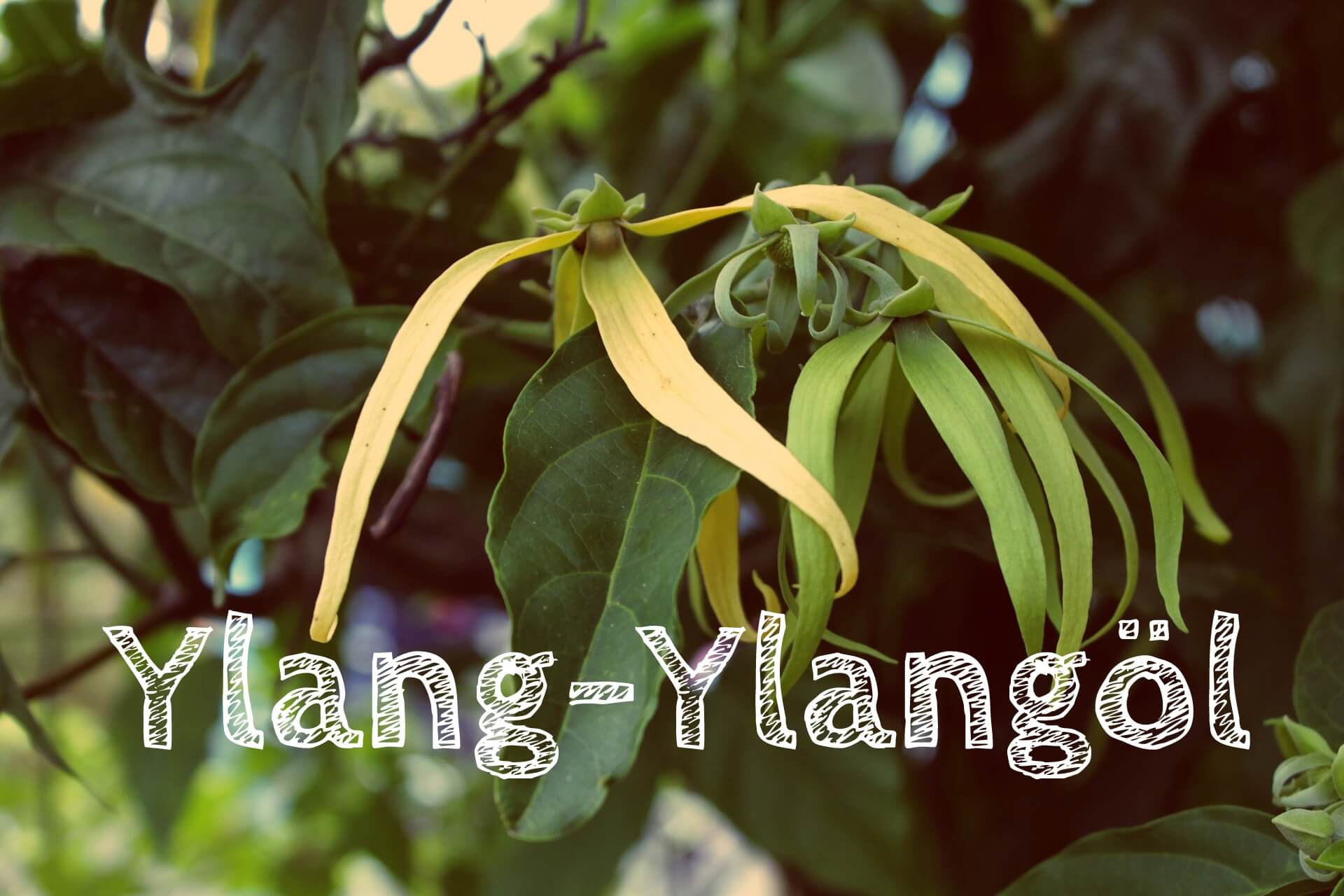 Ätherische Öle – Ylang-Ylangöl