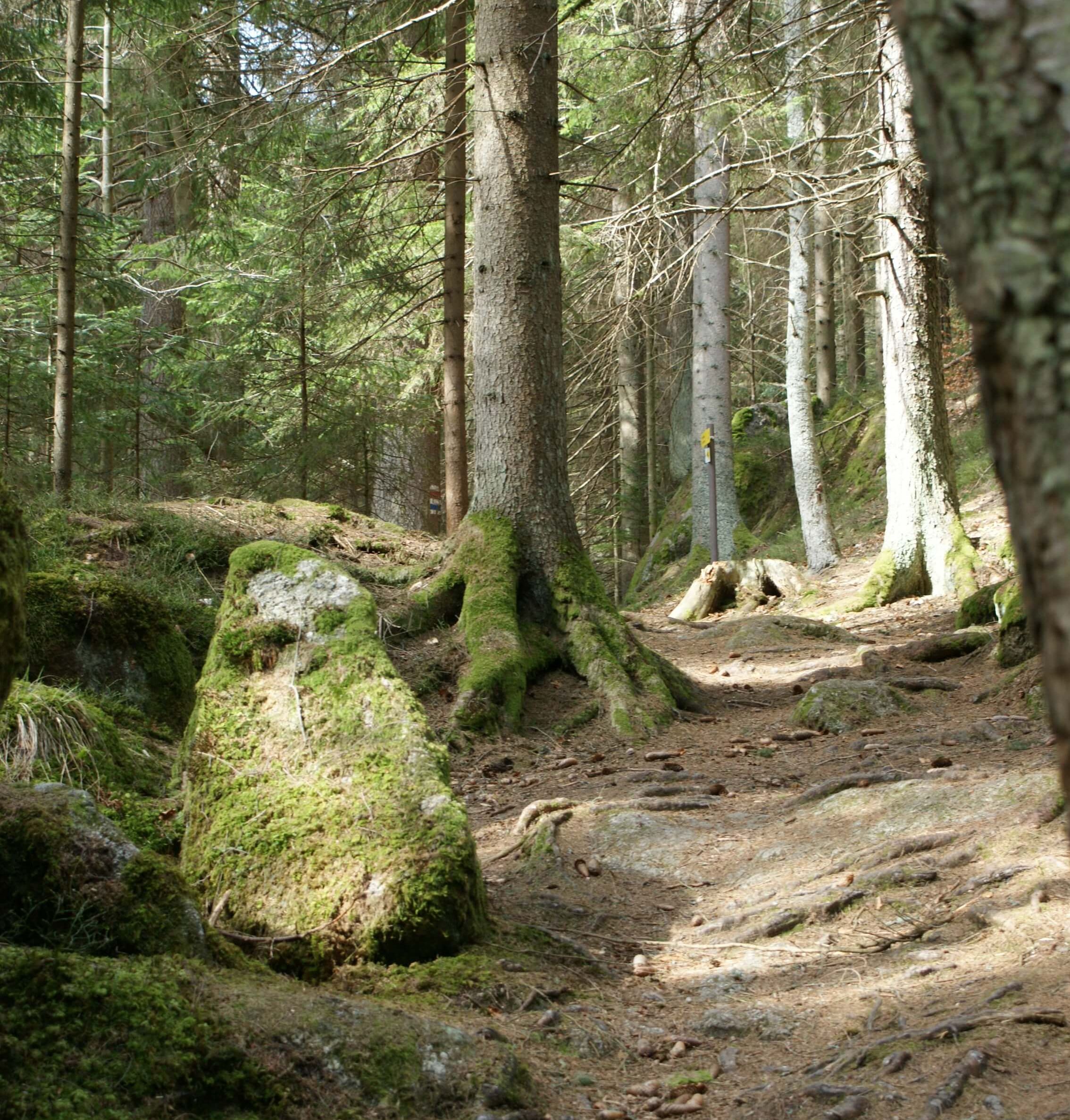 Mystisches Waldviertel