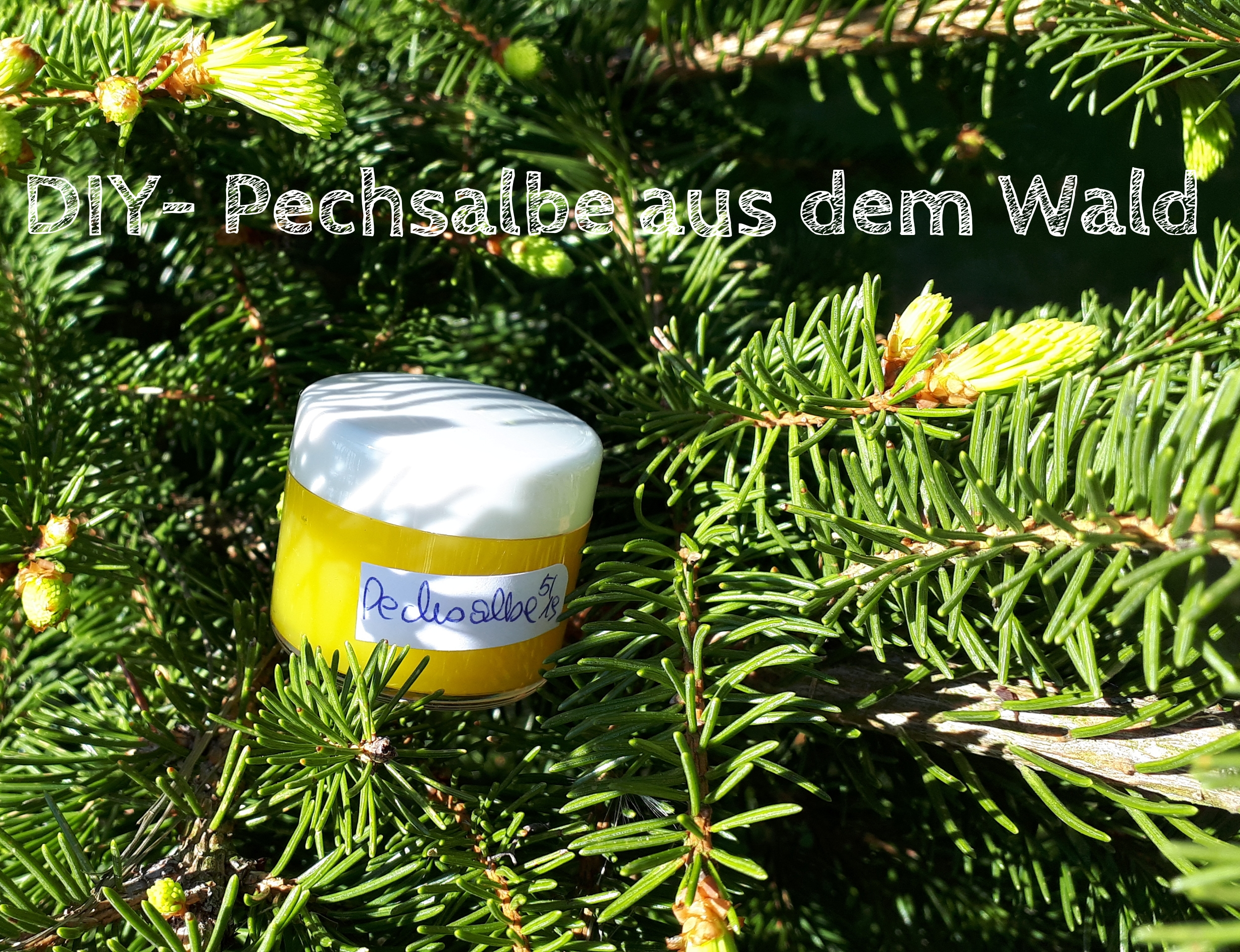 DIY – Pechsalbe aus dem Wald