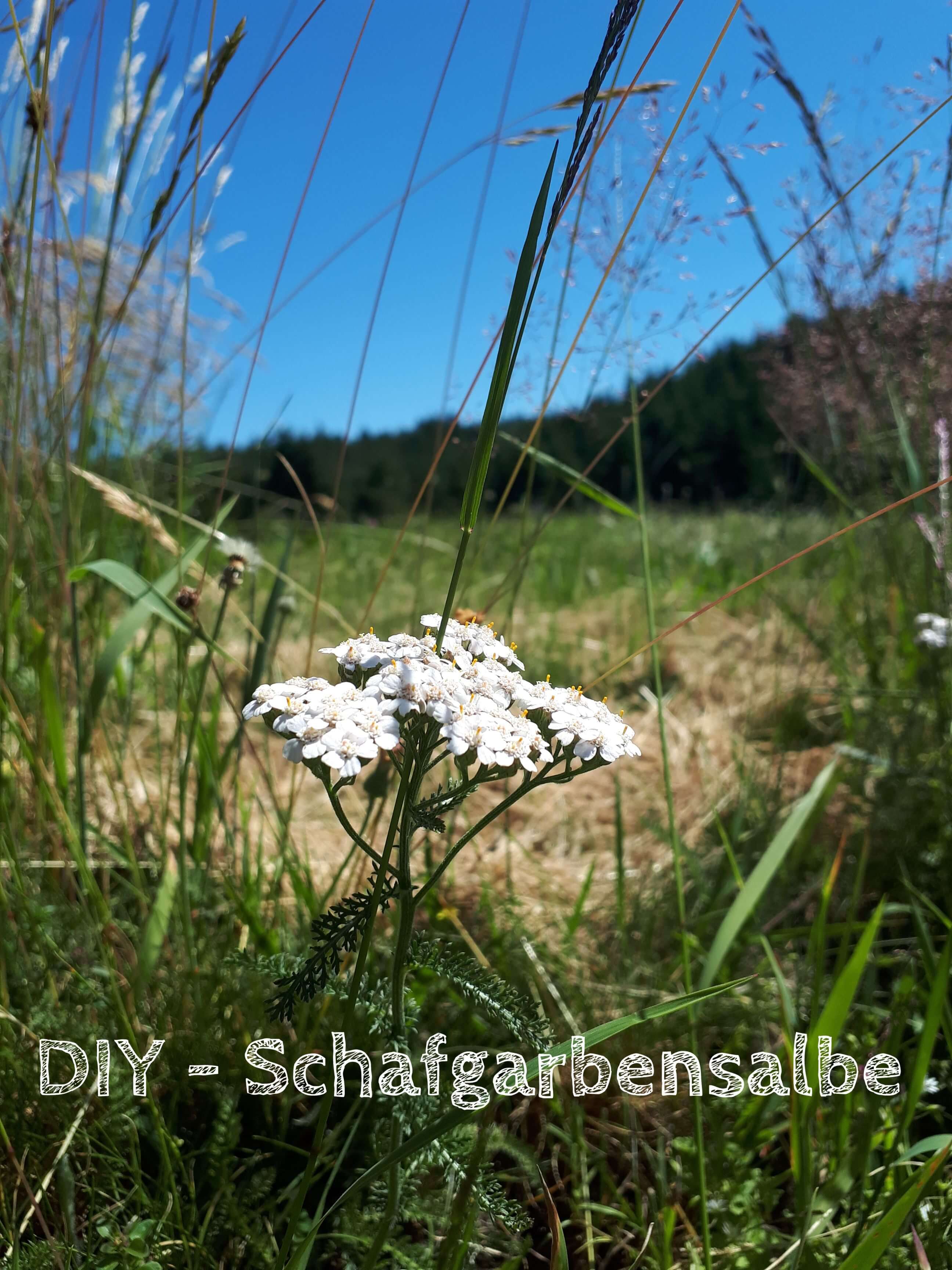 DIY – Schafgarbensalbe