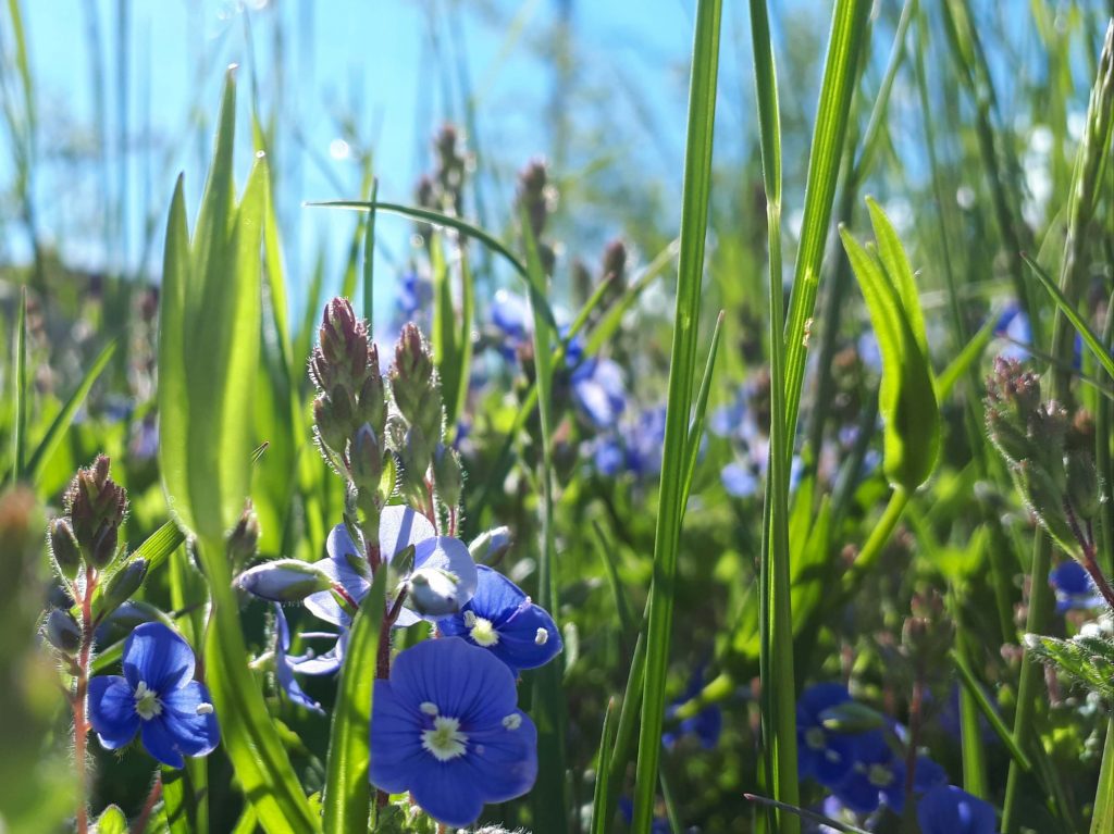 Kräuter und noch vieles mehr