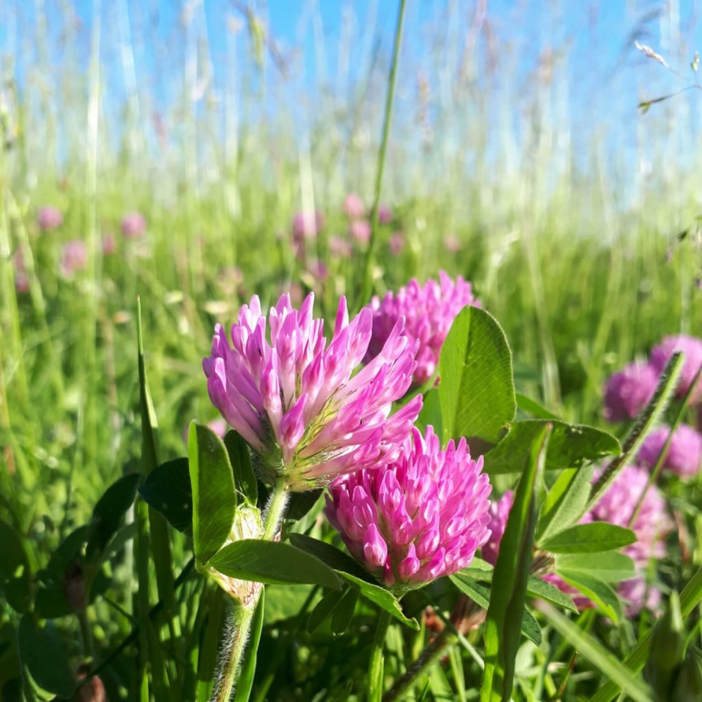 Der Rotklee – Phytoöstrogene schützen unseren Körper