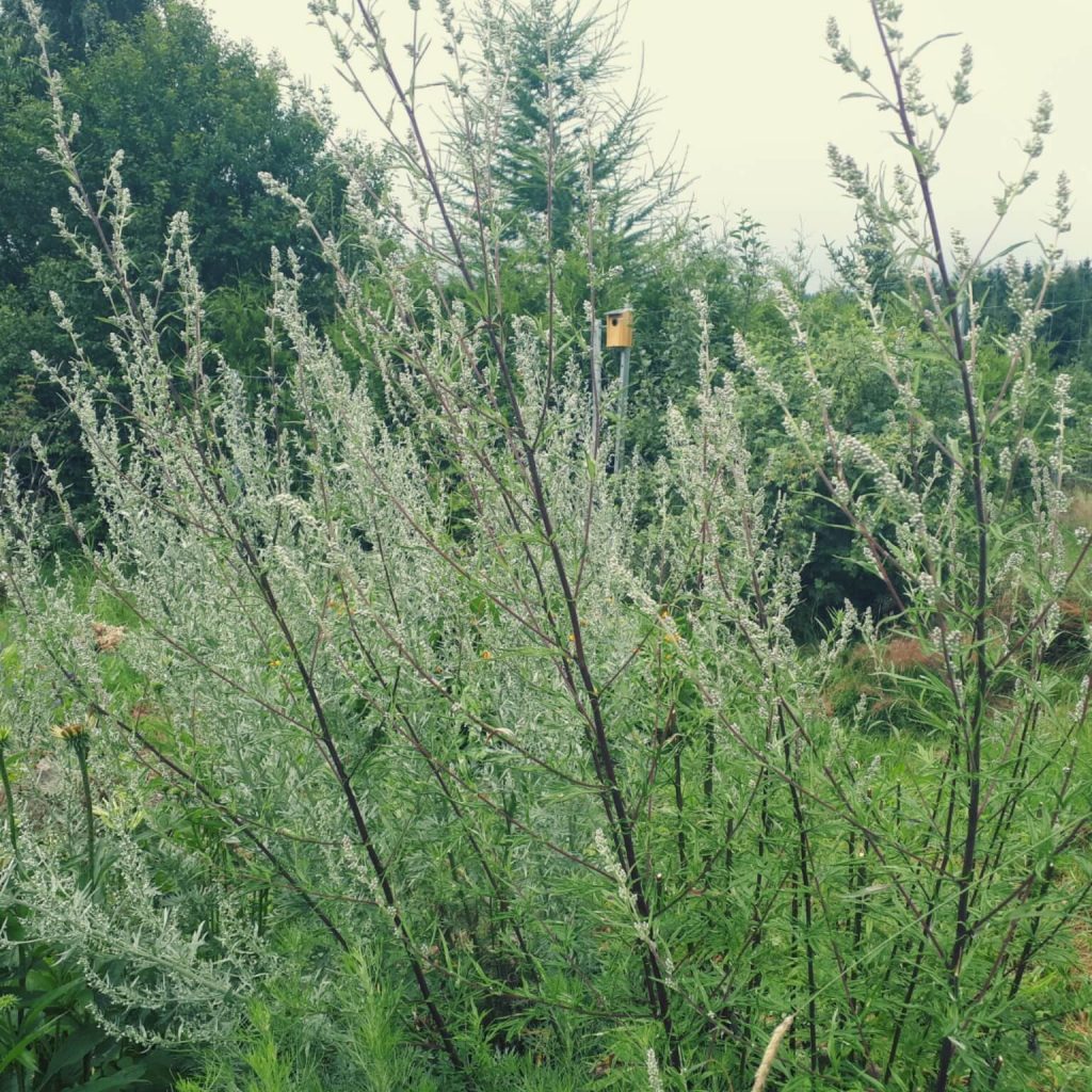 Beifuß im Garten