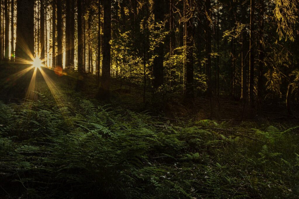 Natur-Coaching